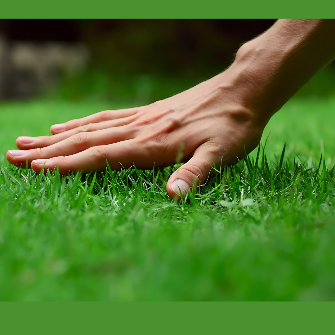 Grass Seeds Hybrid Best