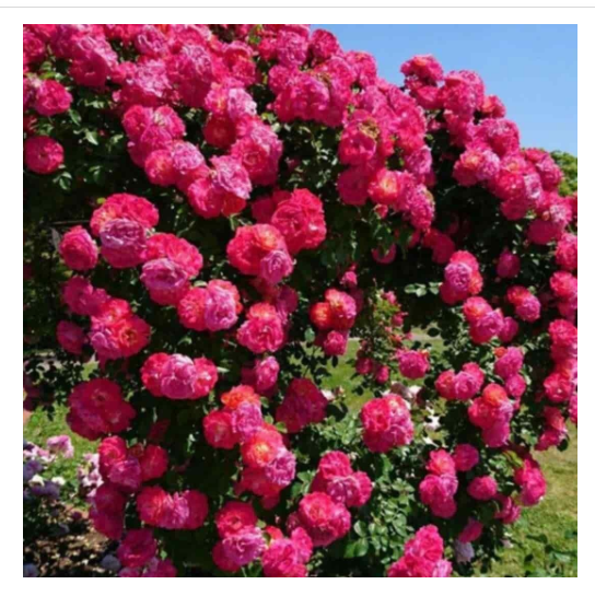 Rose Flower Seeds For Home Lawn Garden
